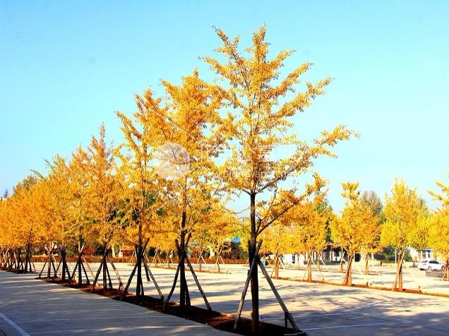北京周边经济型墓地盘点：三河灵山宝塔陵园具体地址在哪儿？陵园中的如意园怎么样？官方购墓热线是多少？